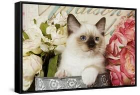 Ragdoll Seal Kitten Amongst Flowers-null-Framed Stretched Canvas