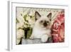 Ragdoll Seal Kitten Amongst Flowers-null-Framed Photographic Print