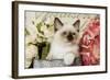 Ragdoll Seal Kitten Amongst Flowers-null-Framed Photographic Print