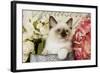 Ragdoll Seal Kitten Amongst Flowers-null-Framed Photographic Print