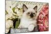 Ragdoll Seal Kitten Amongst Flowers-null-Mounted Photographic Print