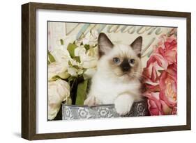 Ragdoll Seal Kitten Amongst Flowers-null-Framed Photographic Print