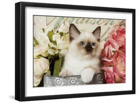 Ragdoll Seal Kitten Amongst Flowers-null-Framed Photographic Print