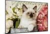 Ragdoll Seal Kitten Amongst Flowers-null-Mounted Photographic Print