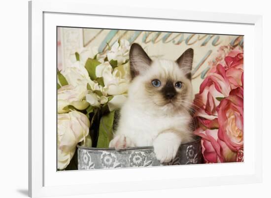 Ragdoll Seal Kitten Amongst Flowers-null-Framed Photographic Print