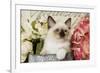 Ragdoll Seal Kitten Amongst Flowers-null-Framed Photographic Print