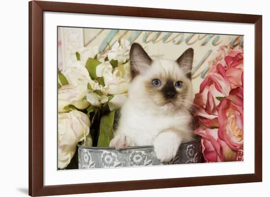 Ragdoll Seal Kitten Amongst Flowers-null-Framed Photographic Print