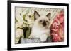 Ragdoll Seal Kitten Amongst Flowers-null-Framed Photographic Print