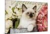 Ragdoll Seal Kitten Amongst Flowers-null-Mounted Photographic Print