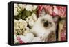 Ragdoll Seal Kitten in Basket Amongst Flowers-null-Framed Stretched Canvas