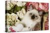 Ragdoll Seal Kitten in Basket Amongst Flowers-null-Stretched Canvas