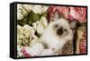 Ragdoll Seal Kitten in Basket Amongst Flowers-null-Framed Stretched Canvas