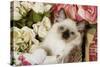 Ragdoll Seal Kitten in Basket Amongst Flowers-null-Stretched Canvas