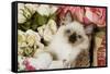 Ragdoll Seal Kitten in Basket Amongst Flowers-null-Framed Stretched Canvas