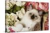 Ragdoll Seal Kitten in Basket Amongst Flowers-null-Stretched Canvas