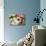 Ragdoll Seal Kitten in Basket Amongst Flowers-null-Photographic Print displayed on a wall