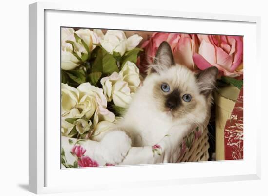 Ragdoll Seal Kitten in Basket Amongst Flowers-null-Framed Photographic Print