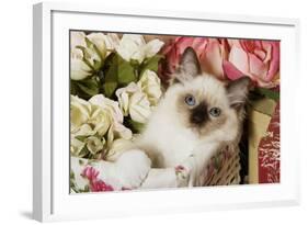 Ragdoll Seal Kitten in Basket Amongst Flowers-null-Framed Photographic Print
