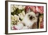 Ragdoll Seal Kitten in Basket Amongst Flowers-null-Framed Photographic Print