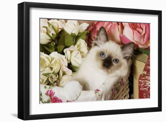 Ragdoll Seal Kitten in Basket Amongst Flowers-null-Framed Photographic Print