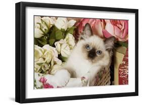 Ragdoll Seal Kitten in Basket Amongst Flowers-null-Framed Photographic Print