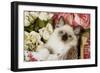 Ragdoll Seal Kitten in Basket Amongst Flowers-null-Framed Photographic Print