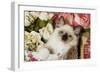Ragdoll Seal Kitten in Basket Amongst Flowers-null-Framed Photographic Print