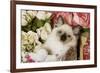 Ragdoll Seal Kitten in Basket Amongst Flowers-null-Framed Photographic Print