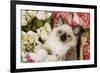 Ragdoll Seal Kitten in Basket Amongst Flowers-null-Framed Photographic Print