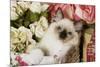 Ragdoll Seal Kitten in Basket Amongst Flowers-null-Mounted Photographic Print