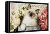 Ragdoll Seal Kitten-null-Framed Stretched Canvas