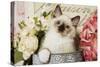 Ragdoll Seal Kitten-null-Stretched Canvas