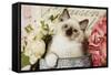 Ragdoll Seal Kitten-null-Framed Stretched Canvas