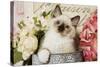 Ragdoll Seal Kitten-null-Stretched Canvas