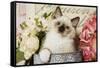 Ragdoll Seal Kitten-null-Framed Stretched Canvas