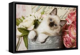 Ragdoll Seal Kitten-null-Framed Stretched Canvas