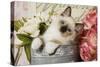 Ragdoll Seal Kitten-null-Stretched Canvas