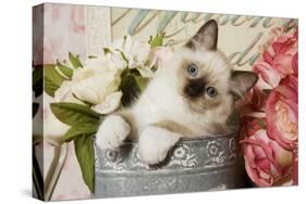 Ragdoll Seal Kitten-null-Stretched Canvas