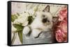 Ragdoll Seal Kitten-null-Framed Stretched Canvas