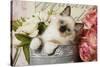 Ragdoll Seal Kitten-null-Stretched Canvas