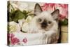 Ragdoll Seal Kitten-null-Stretched Canvas