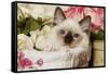 Ragdoll Seal Kitten-null-Framed Stretched Canvas