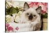 Ragdoll Seal Kitten-null-Stretched Canvas
