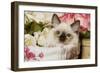 Ragdoll Seal Kitten-null-Framed Premium Photographic Print