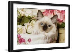 Ragdoll Seal Kitten-null-Framed Premium Photographic Print