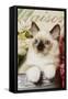 Ragdoll Seal Kitten-null-Framed Stretched Canvas