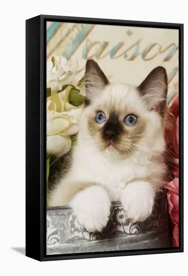 Ragdoll Seal Kitten-null-Framed Stretched Canvas