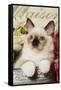 Ragdoll Seal Kitten-null-Framed Stretched Canvas