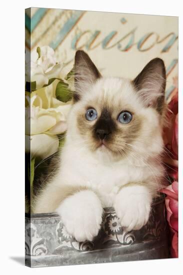 Ragdoll Seal Kitten-null-Stretched Canvas