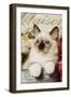 Ragdoll Seal Kitten-null-Framed Premium Photographic Print